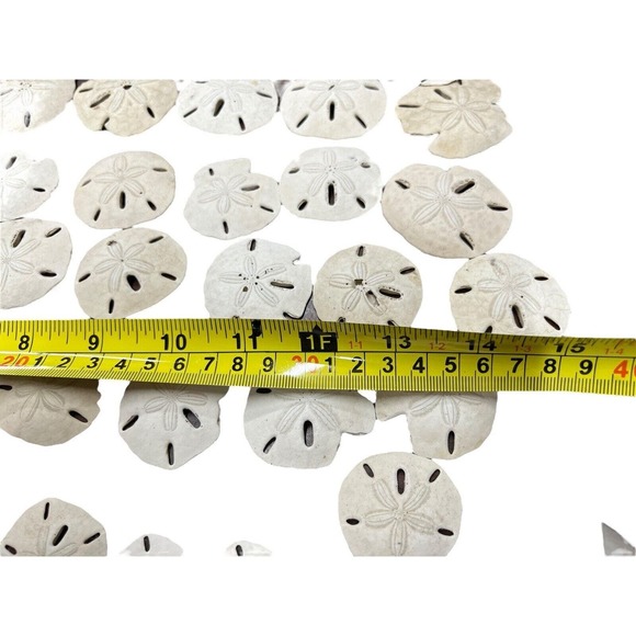 Sand Dollar Lot 45 Pieces Plus Beach Decor Sea Shells - Picture 7 of 13